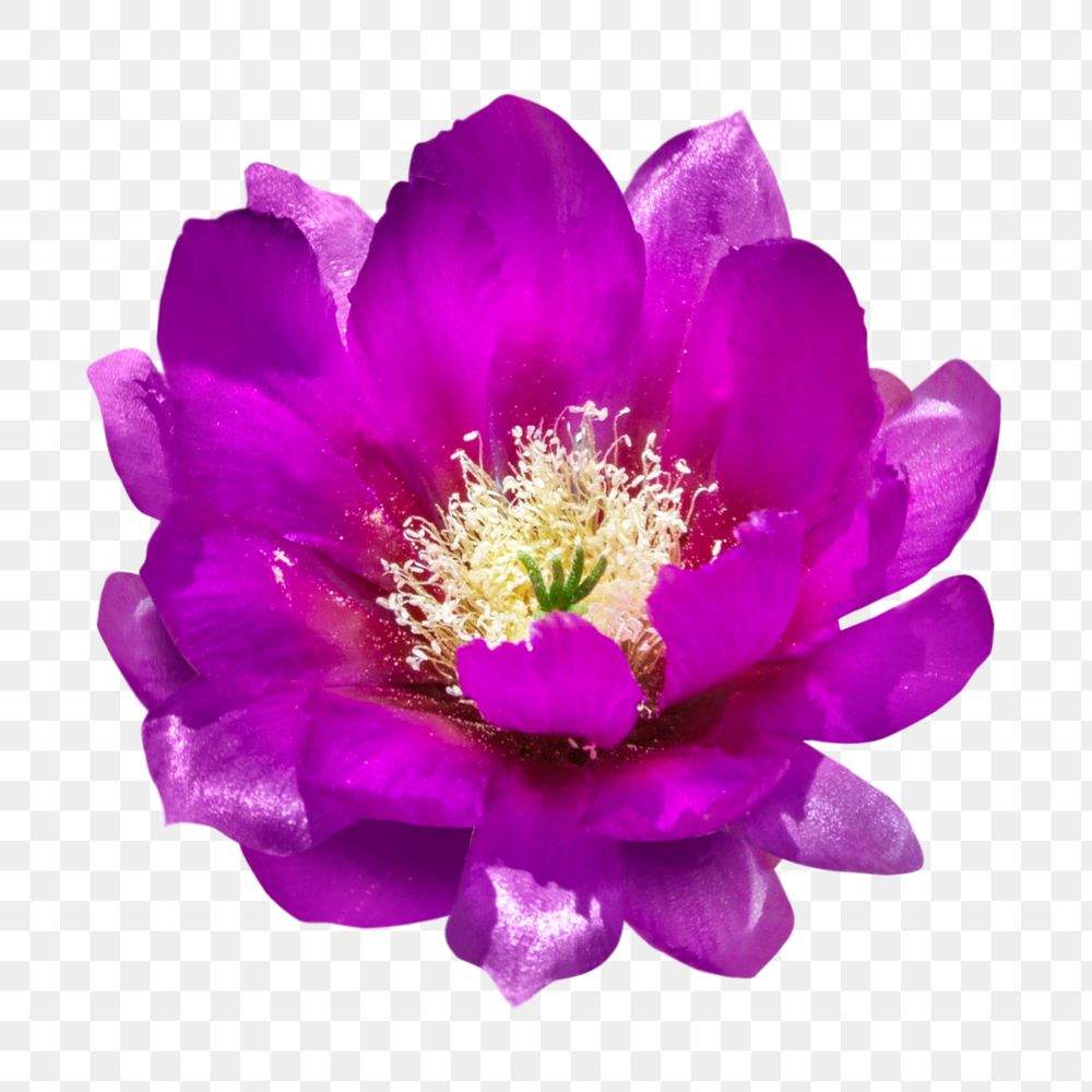 PNG purple cactus flower clipart, transparent background