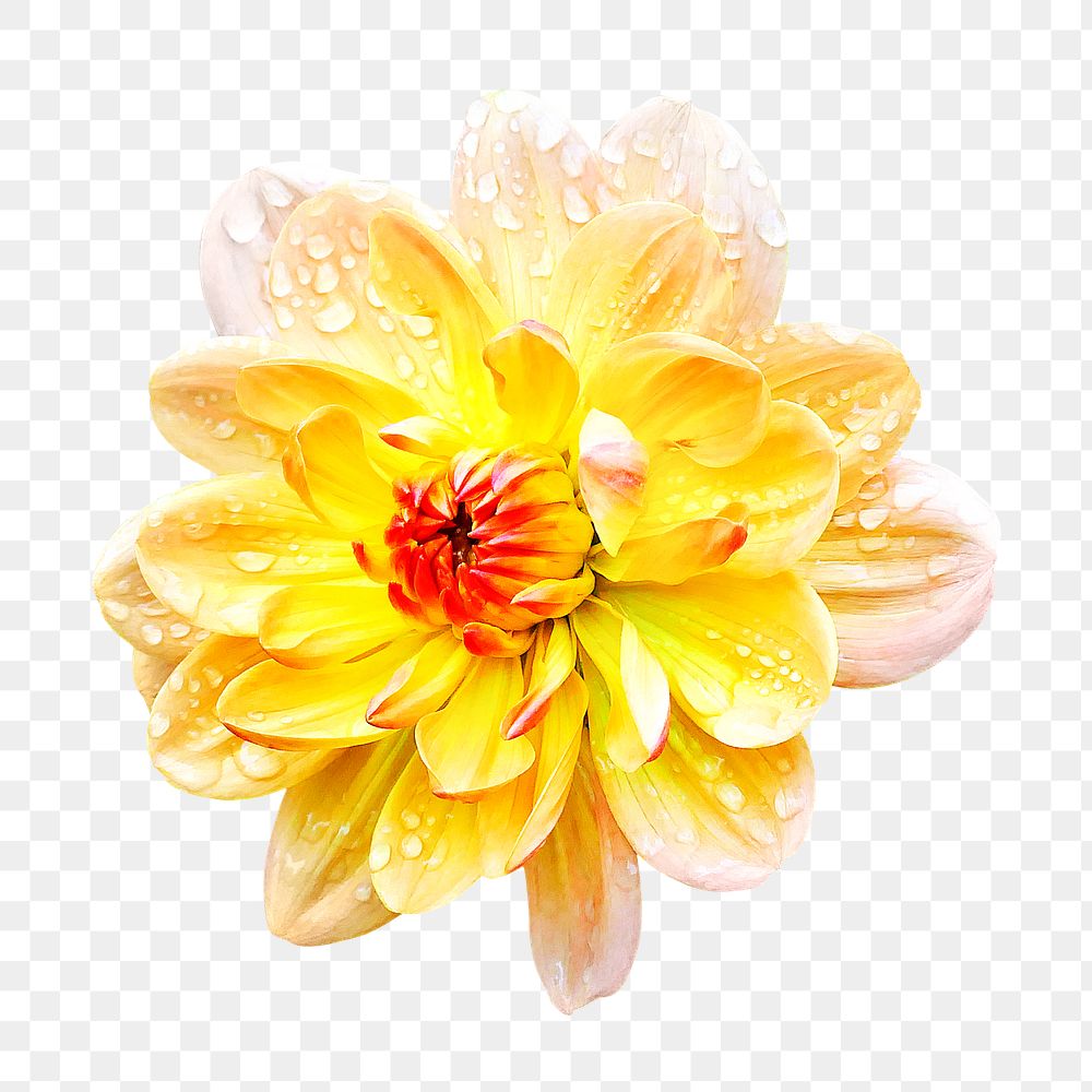PNG yellow dahlia, flower clipart, transparent background