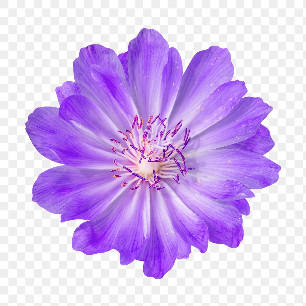 Purple flower png, bitterroot sticker, transparent background