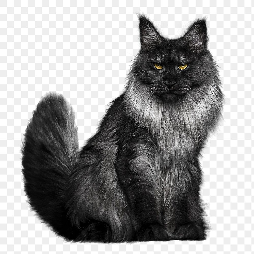 Cute cat black icon illustration PNG, with transparent background