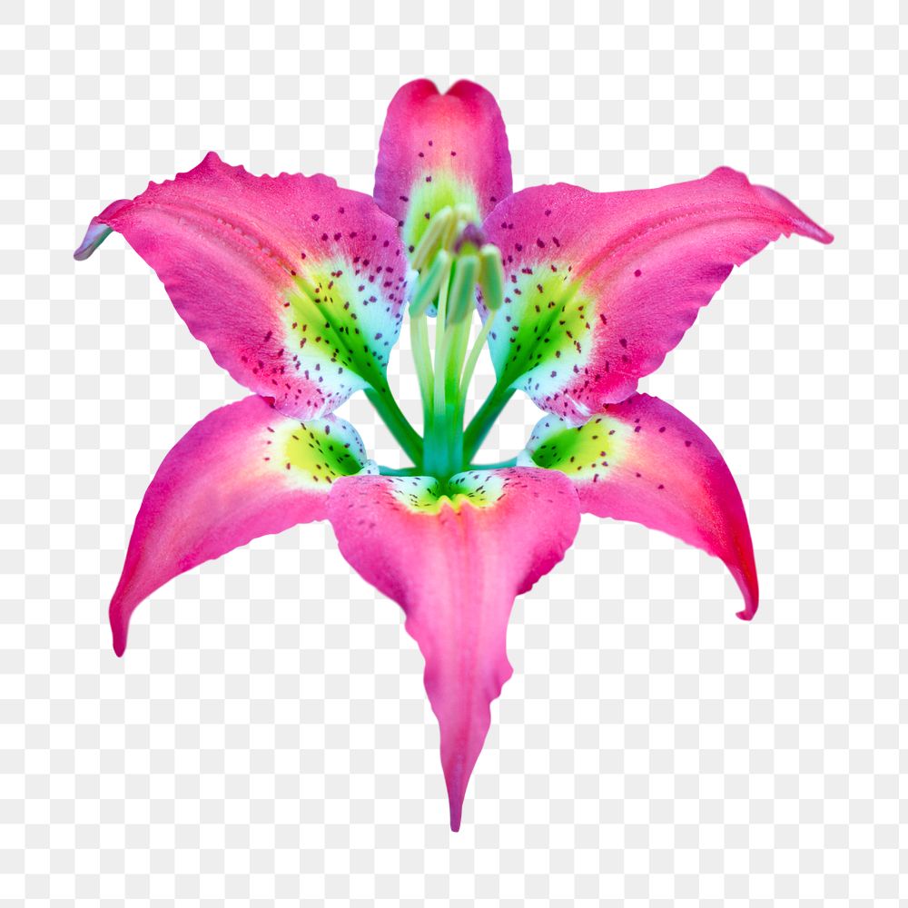 Pink lily png, flower clipart, transparent background