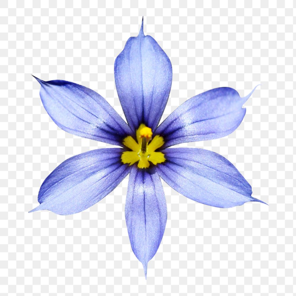 PNG blue-eyed grass flower clipart, transparent background