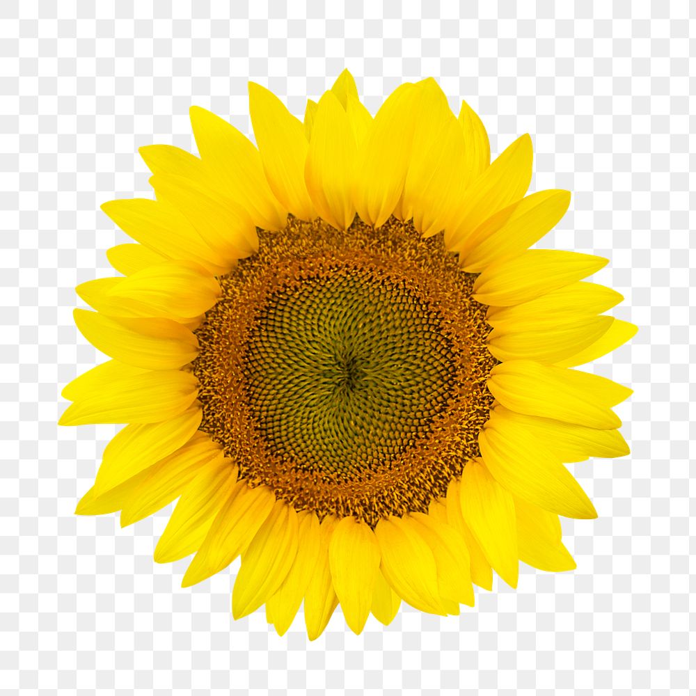 Yellow flower png, sunflower clipart, transparent background