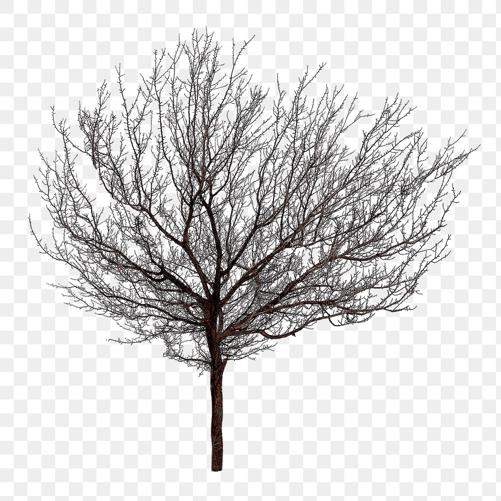 Dead tree png sticker, collage element on transparent background