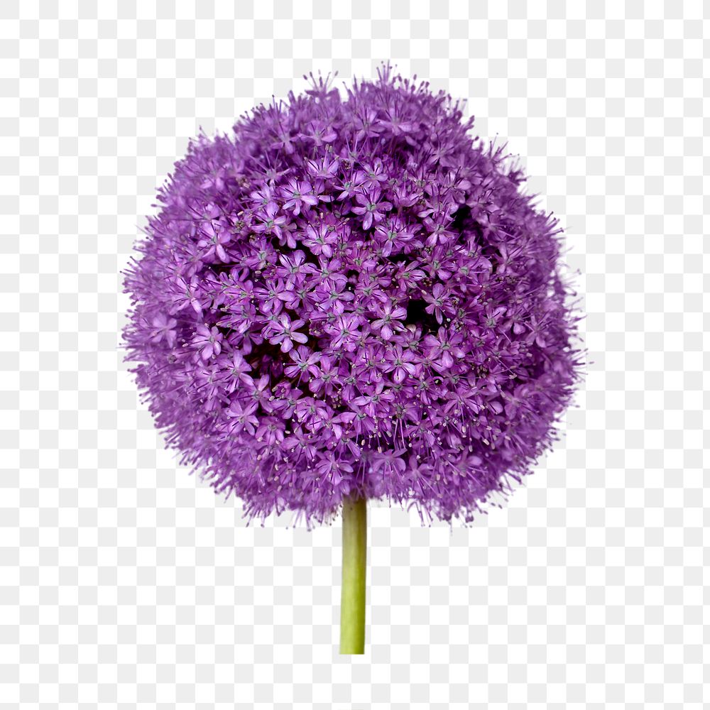 Purple flower png, gladiator allium clipart, transparent background