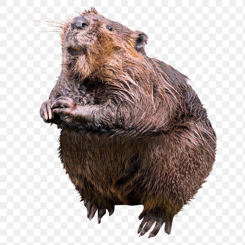 Beaver png clipart, wildlife, transparent background