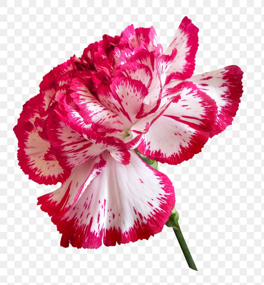 Carnation png, two-tone flower clipart, transparent background