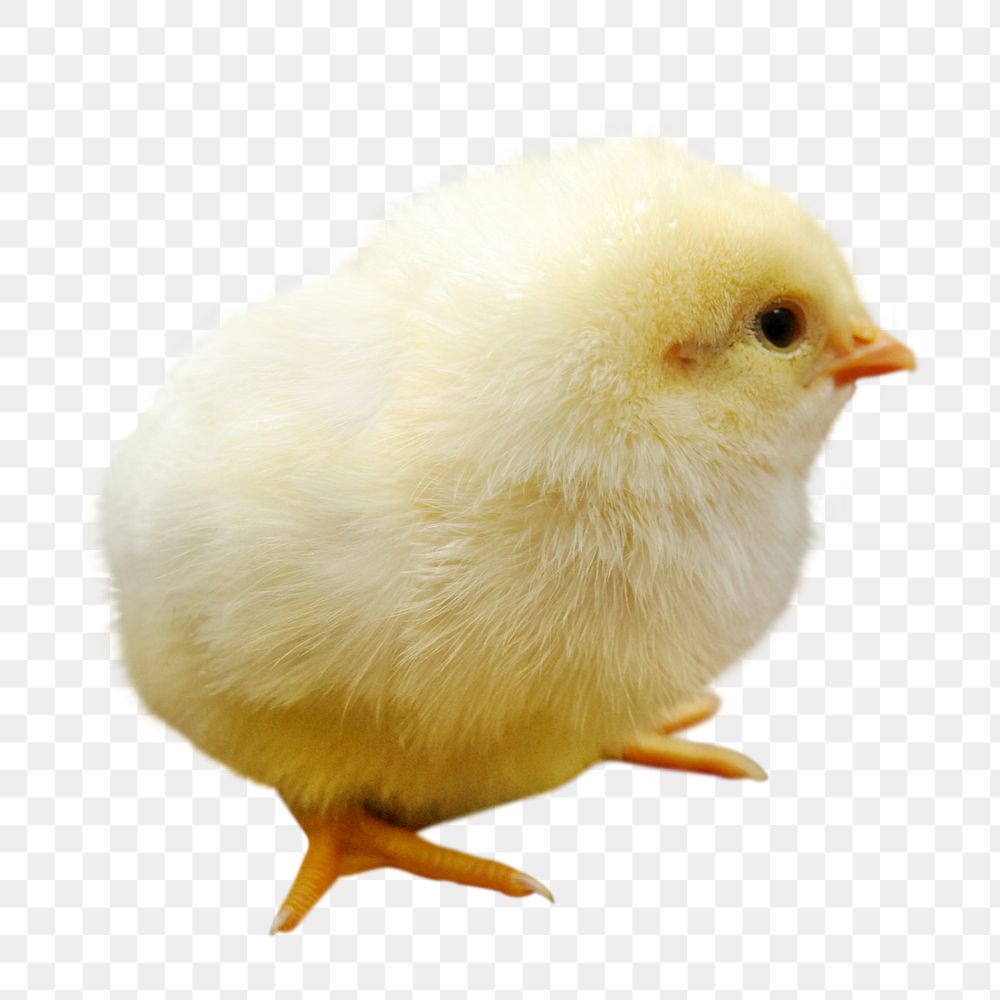 Chick png clipart, farm animal, transparent background