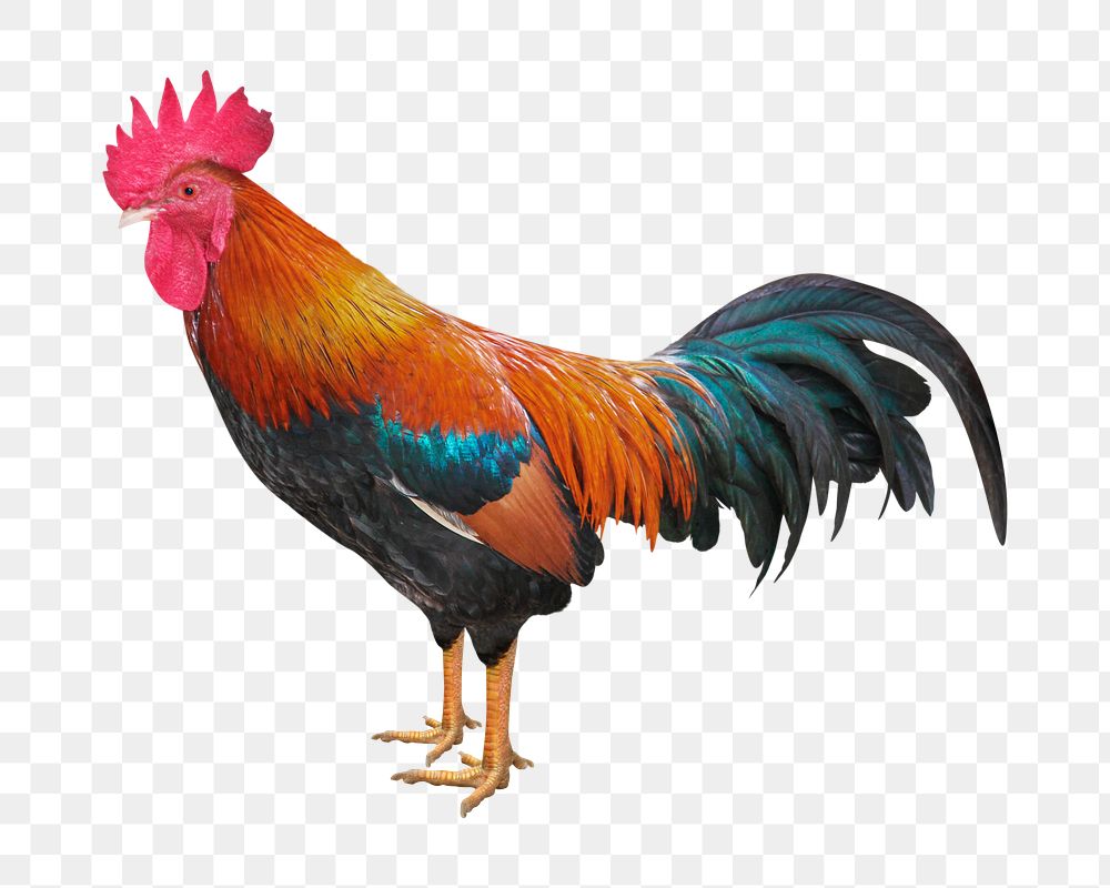 Rooster png clipart, farm animal, transparent background