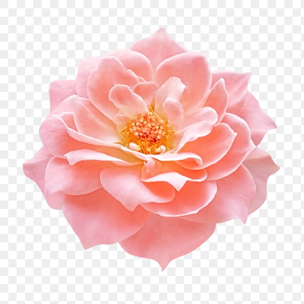 Pink flower png, damask rose clipart, transparent background