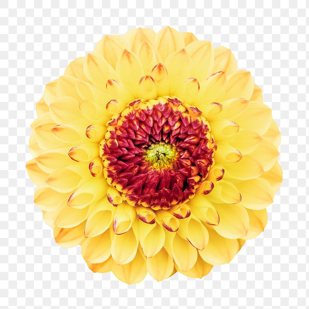 Yellow flower png, dahlia clipart, transparent background