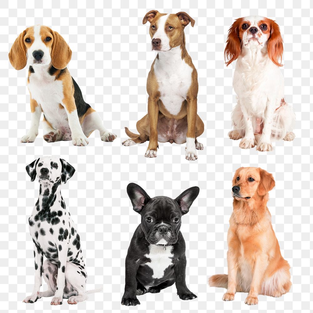 PNG dogs sitting, animal sticker, transparent background