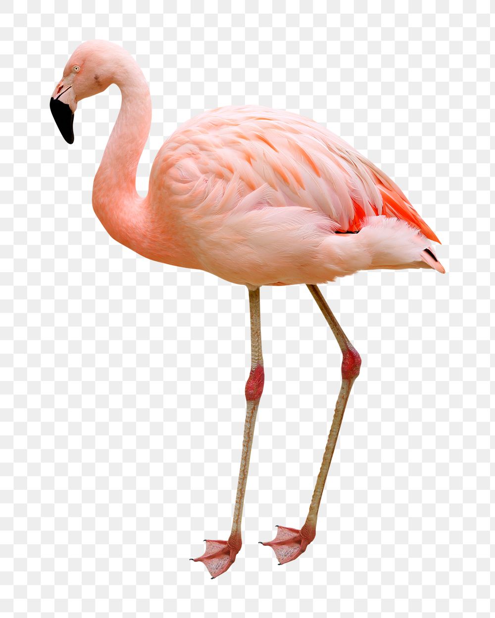 Flamingo png clipart, bird, transparent background