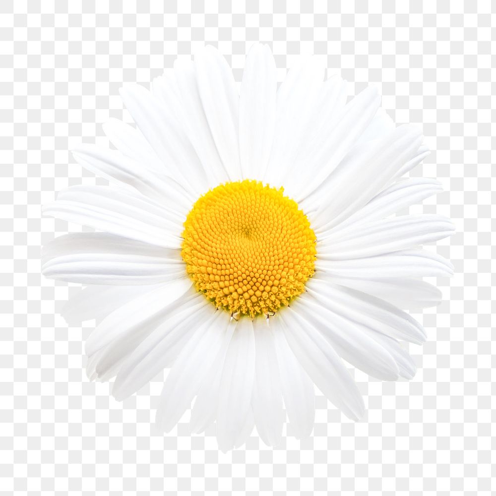 White daisy png, flower clipart, transparent background