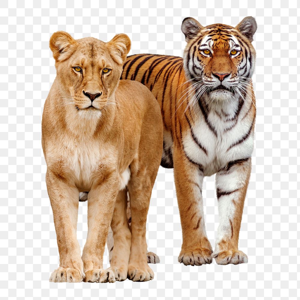 Lion, tiger png clipart, female wildlife animal on transparent background 
