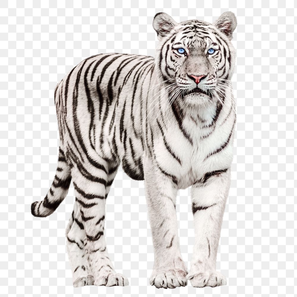White tiger png clipart, wildlife animal graphic on transparent background