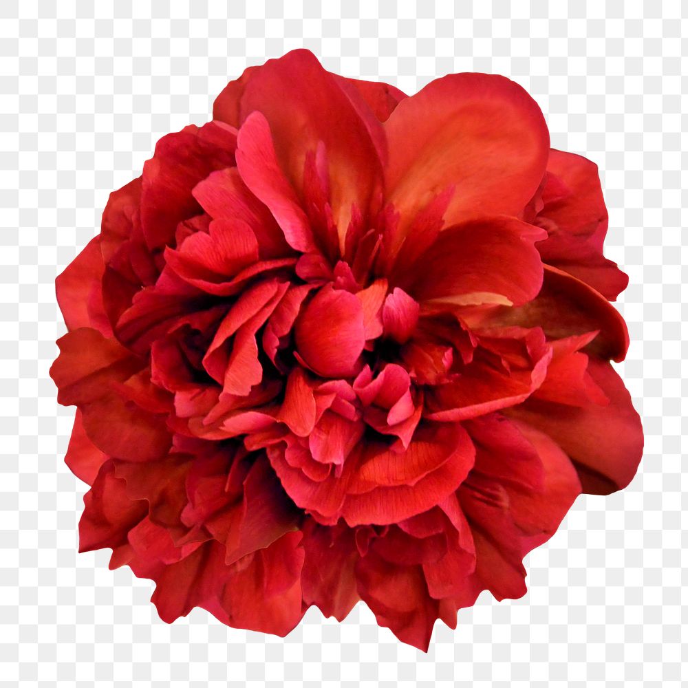 Red peony png, flower clipart, transparent background