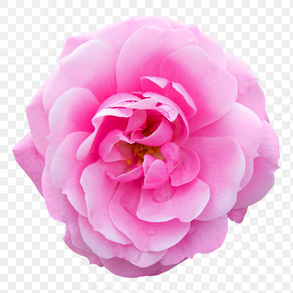 Flower png, pink garden rose clipart, transparent background