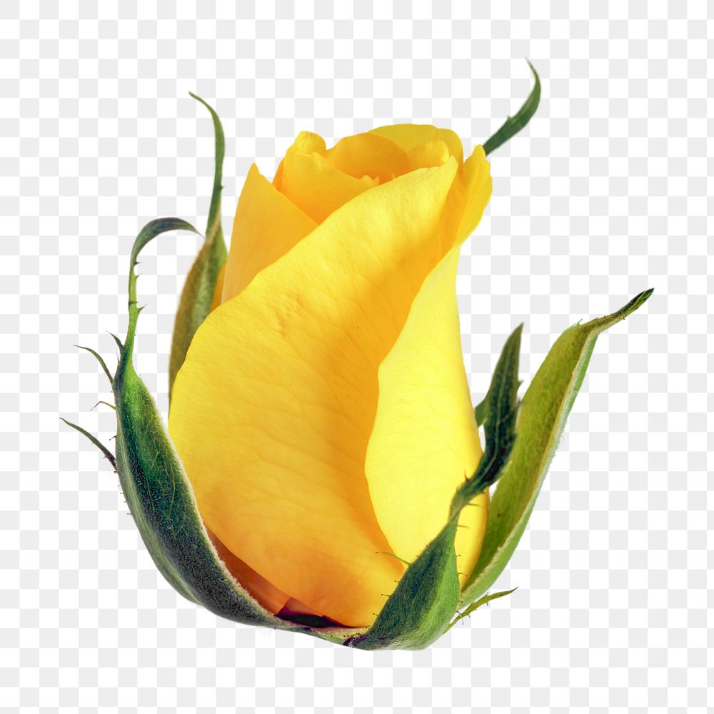 Yellow rose png, flower collage element, transparent background