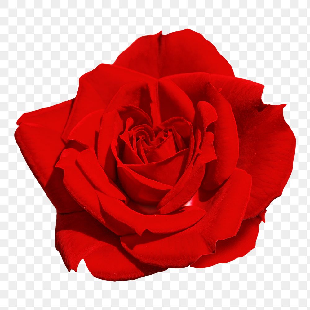 Red rose png, flower collage element, transparent background