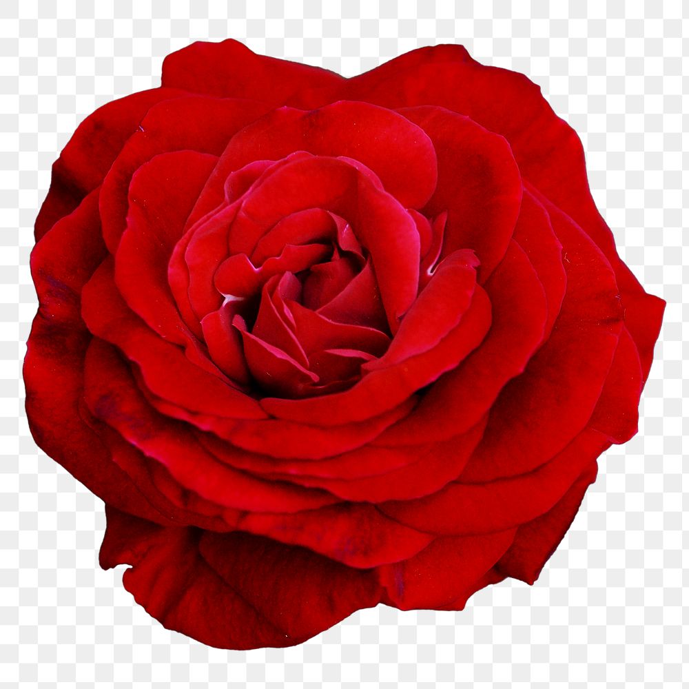 PNG red rose, flower collage element, transparent background