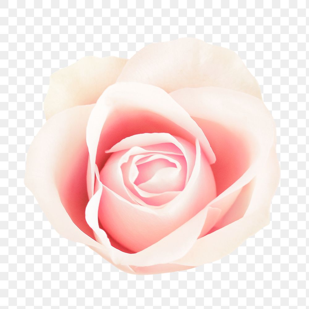 White rose png, flower collage element, transparent background