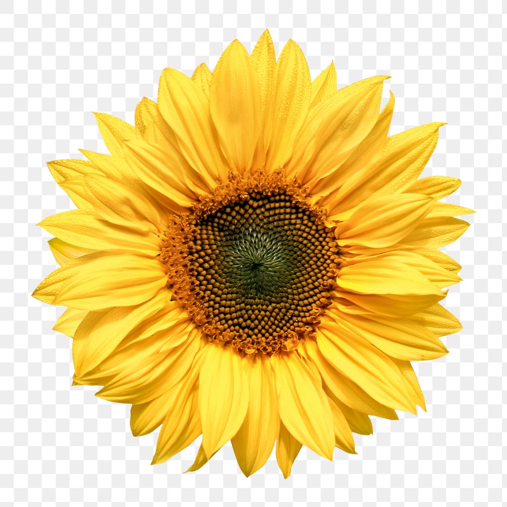 Sunflower png, yellow flower clipart, transparent background