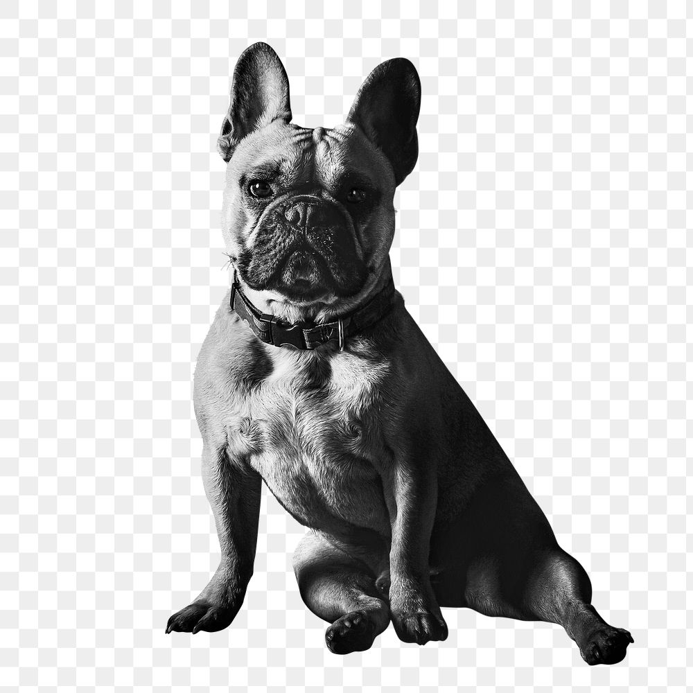 Sitting bulldog png clipart, pet, animal on transparent background