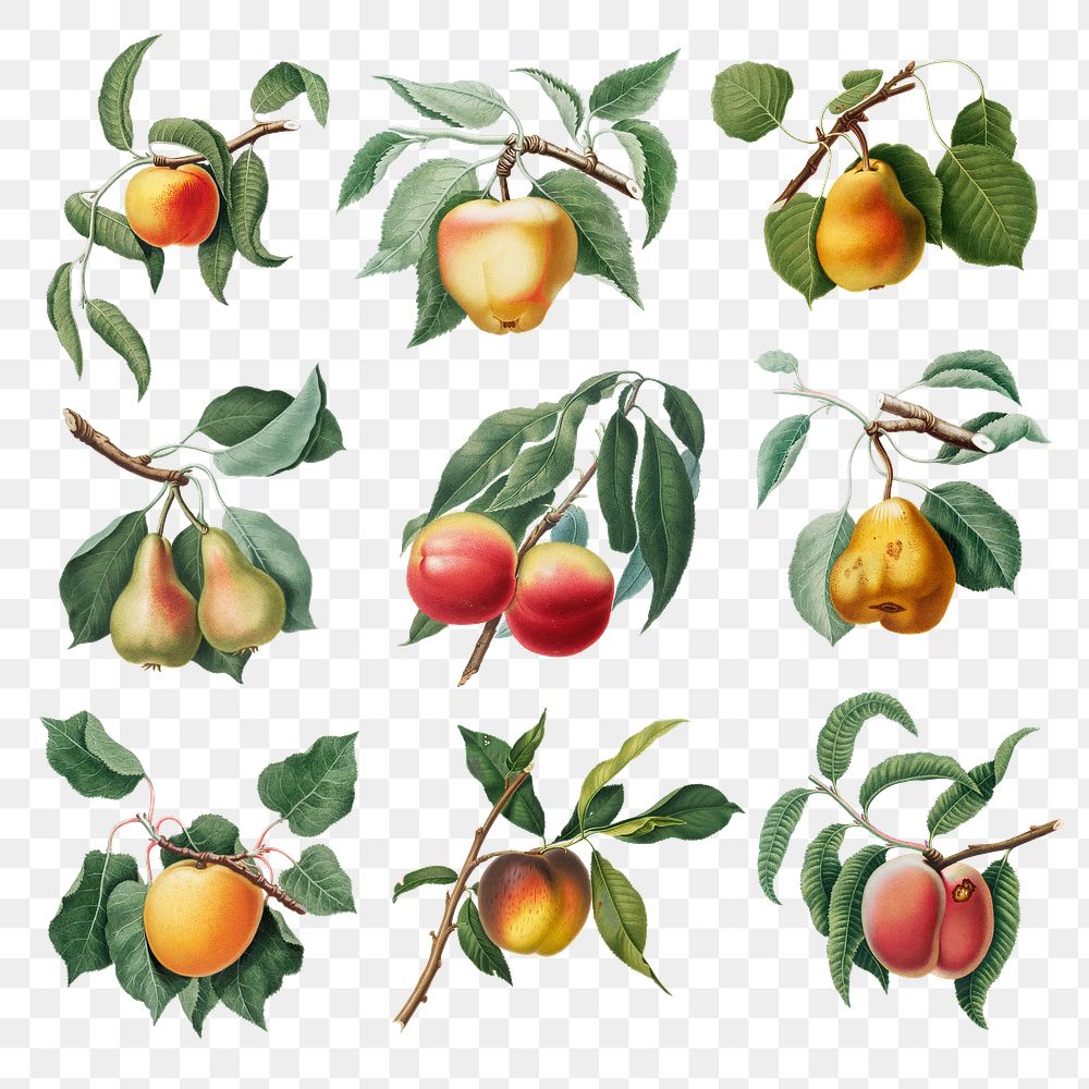 Hand drawn peach and pear design element set