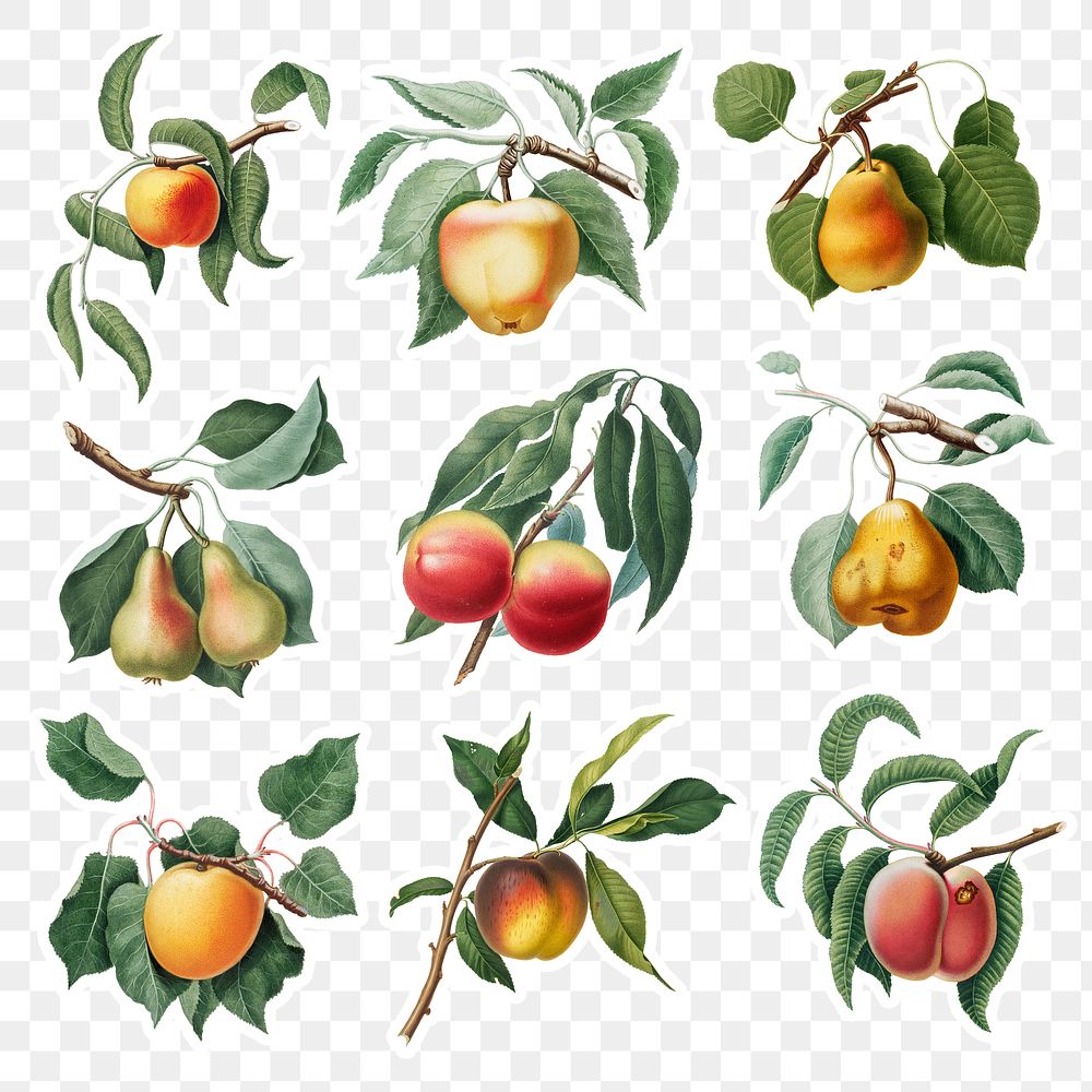Hand drawn peach and pear sticker design element set