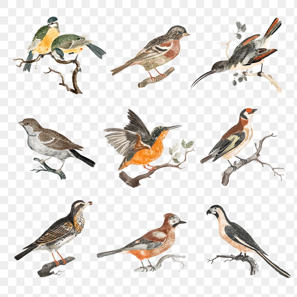Hand drawn bird png sticker vintage illustration set