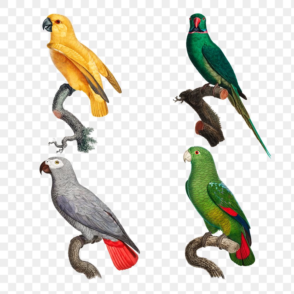 Vintage parrot macaw png illustration