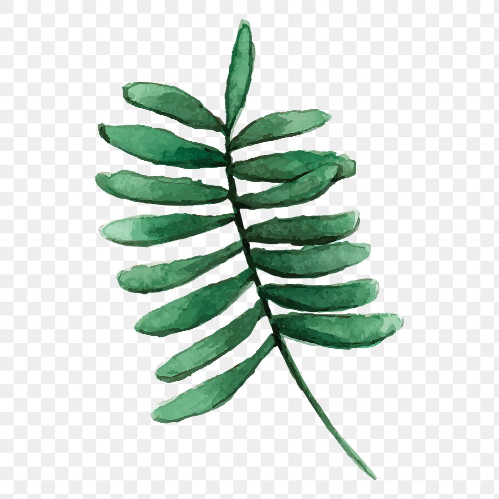 Smilax branch png leaf sticker, watercolor botanical illustration on transparent background