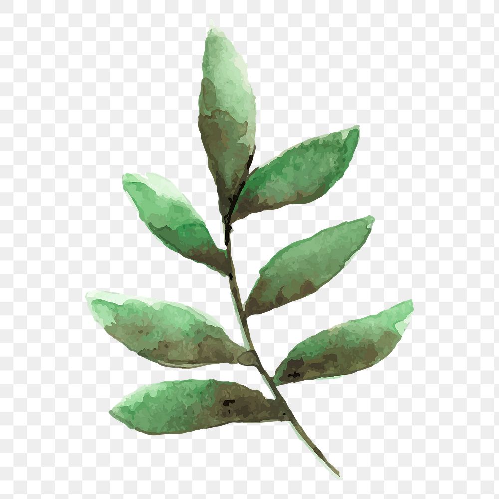 Smilax branch png leaf sticker, watercolor botanical illustration on transparent background