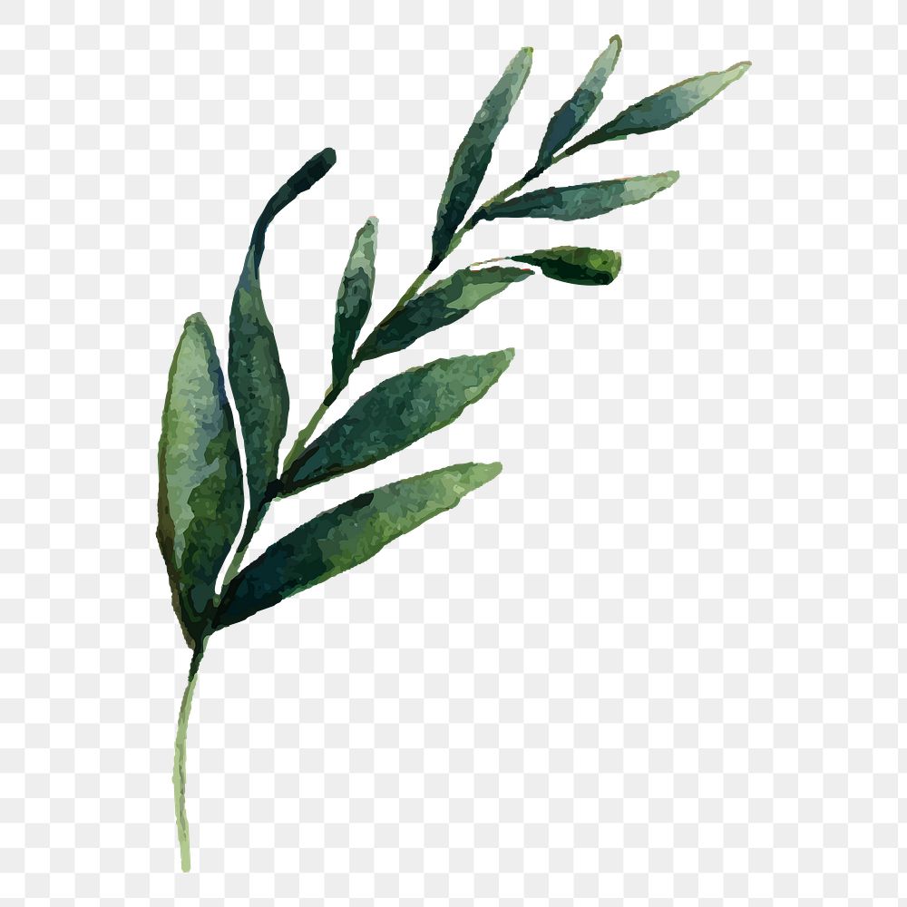 Olive branch png leaf sticker, watercolor botanical illustration on transparent background