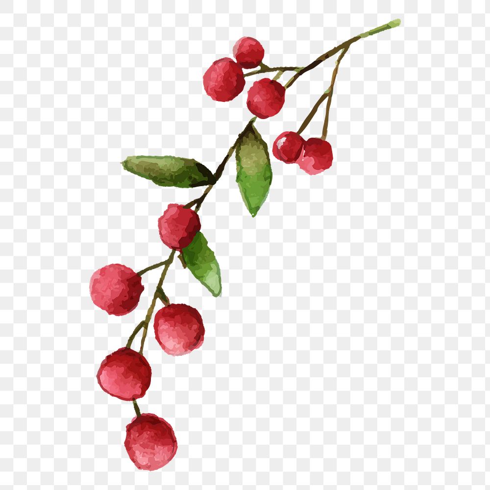 Christmas berry png sticker, watercolor illustration on transparent background