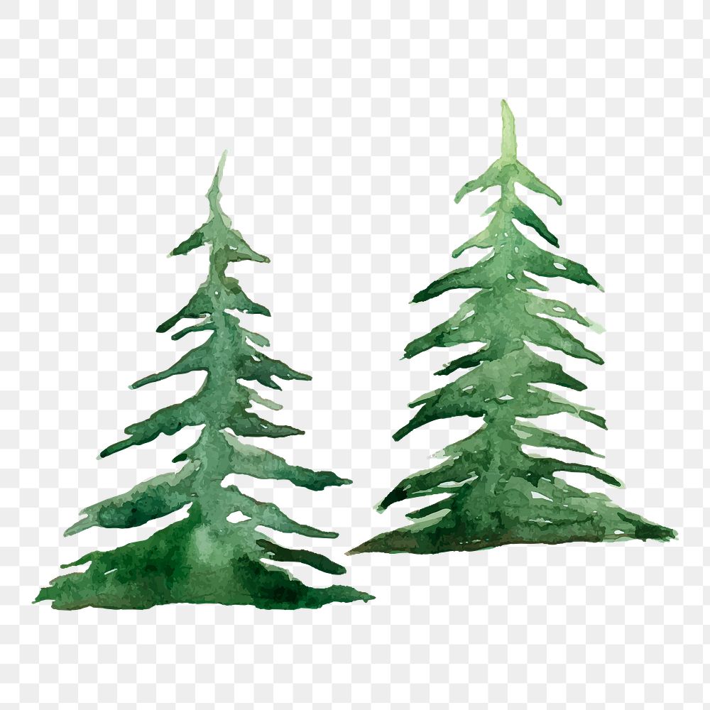 Christmas pine tree png sticker, nature illustration on transparent background