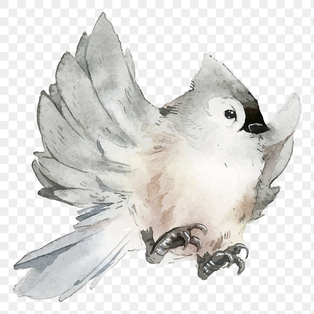 Titmouse bird png clipart, winter animal illustration on transparent background