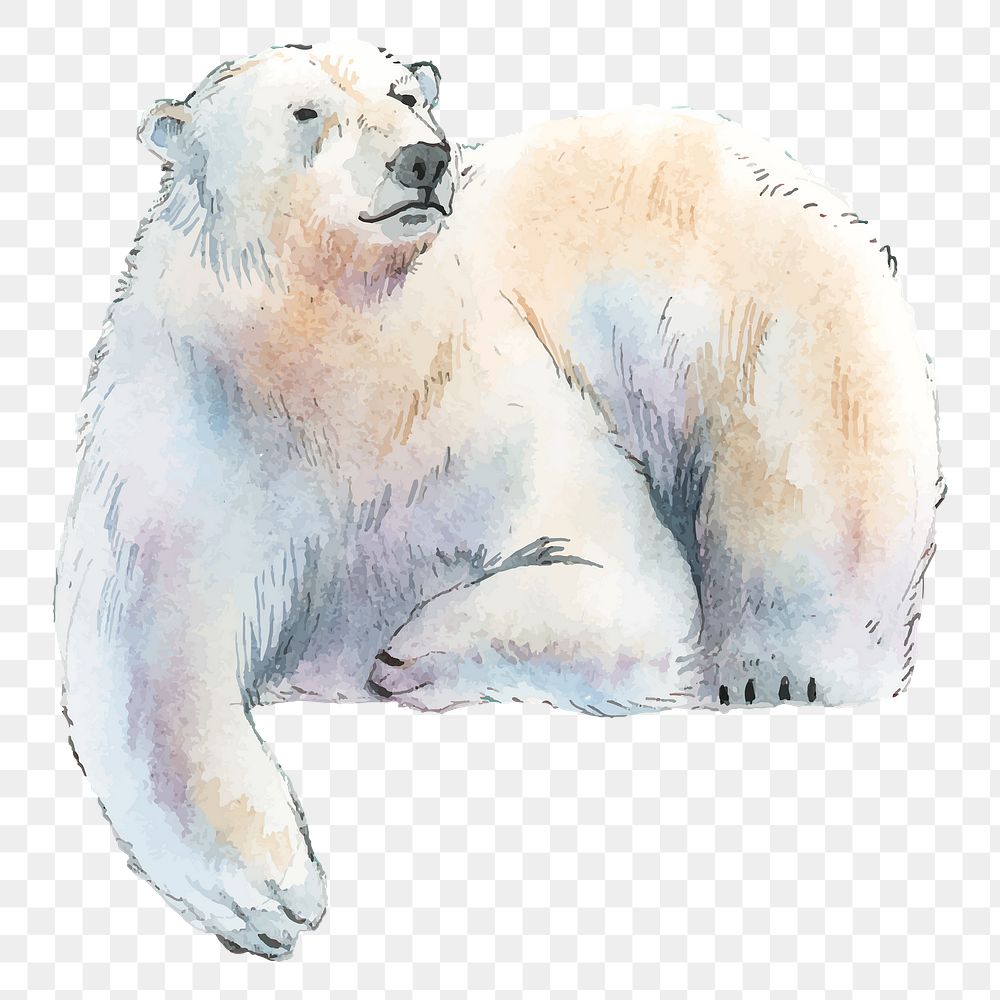 Polar bear png clipart, north pole animal illustration on transparent background