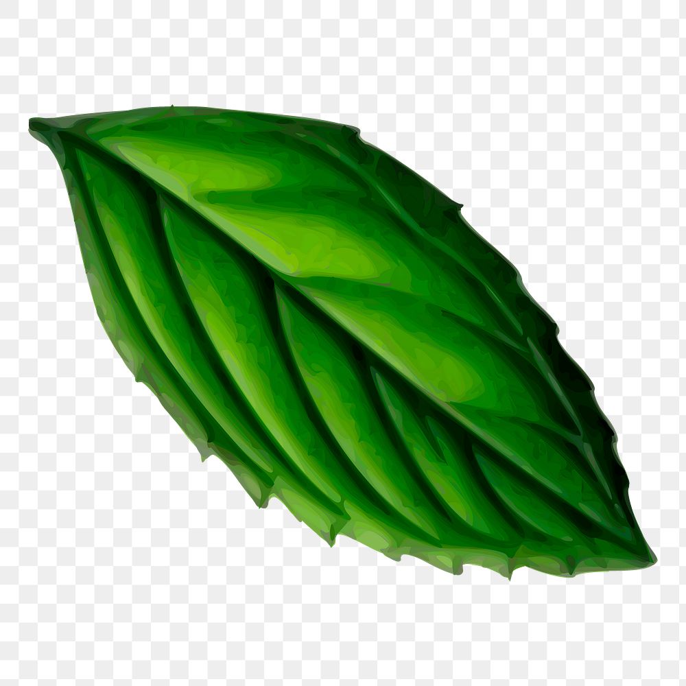 Green leaf png clipart, nature illustration, transparent background. Free public domain CC0 graphic