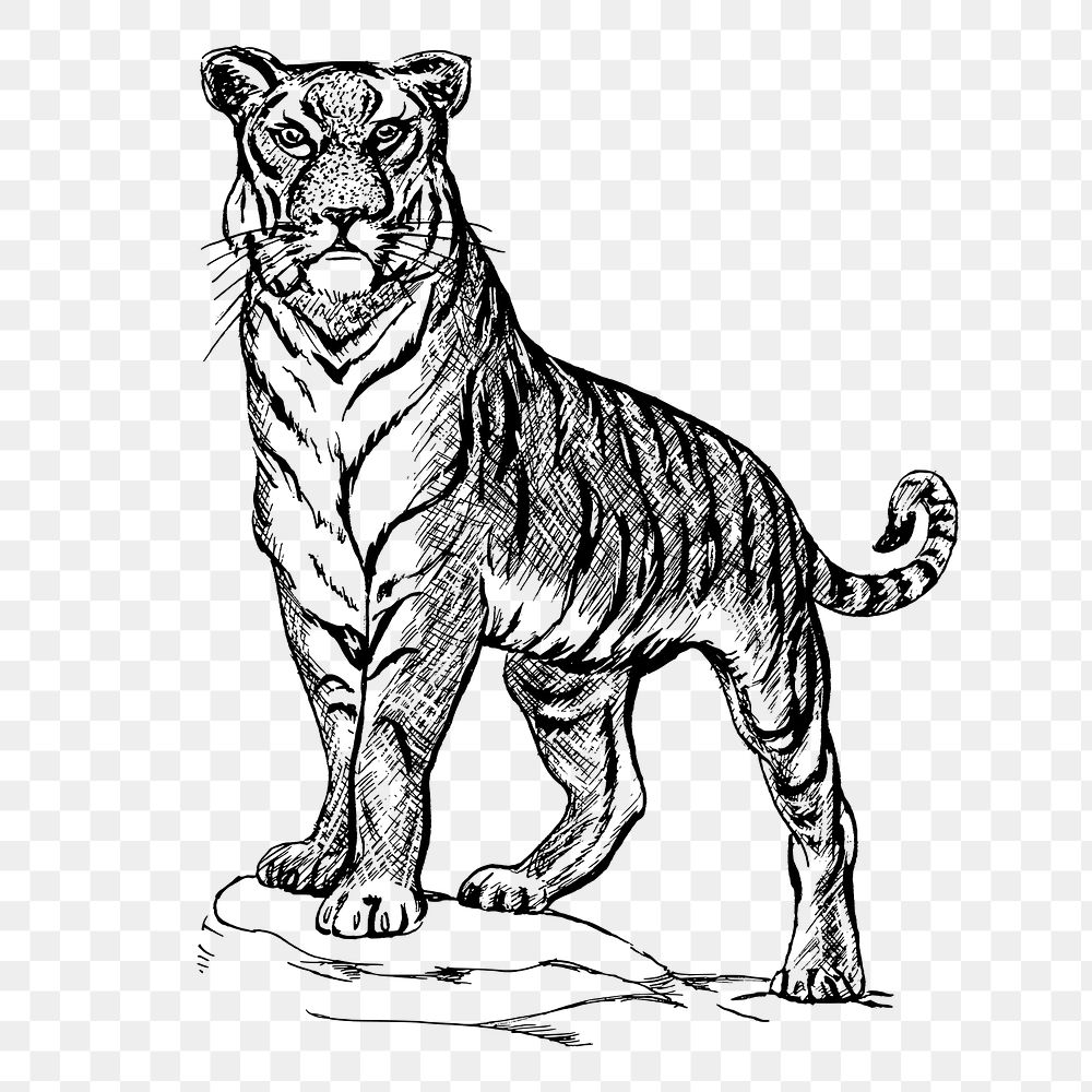 Tiger png, vintage bw animal clipart, transparent background. Free public domain CC0 graphic