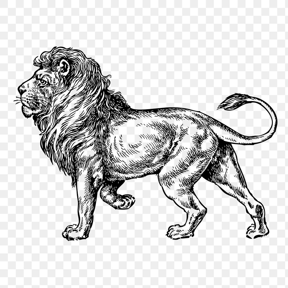 Lion png, vintage animal clipart, transparent background. Free public domain CC0 graphic