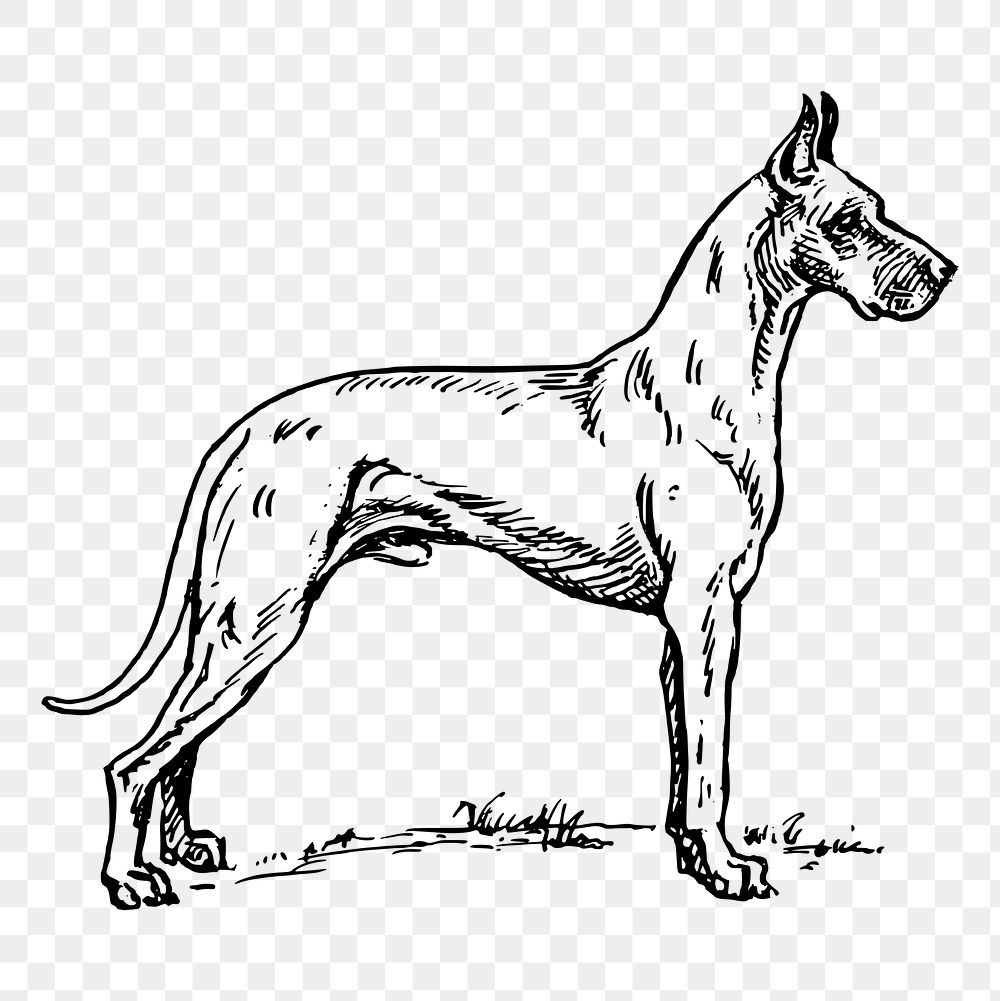 Dog png, vintage Great Dane clipart, transparent background. Free public domain CC0 graphic