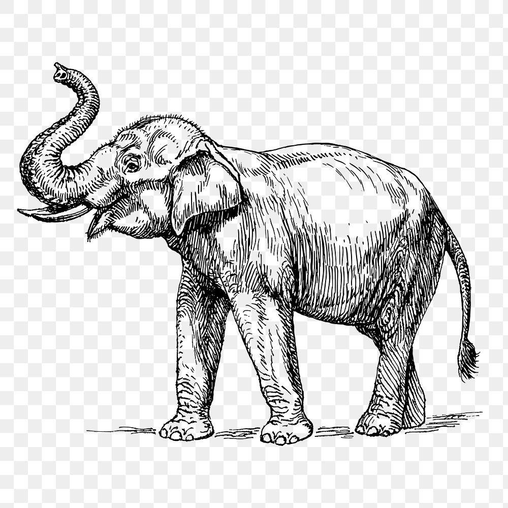 elephant outline drawing using a vector format 34048514 Vector Art at  Vecteezy-saigonsouth.com.vn