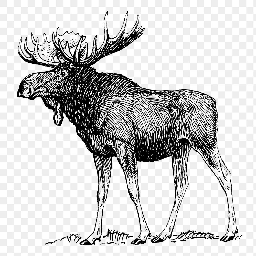 Vintage moose png, animal clipart, transparent background. Free public domain CC0 graphic