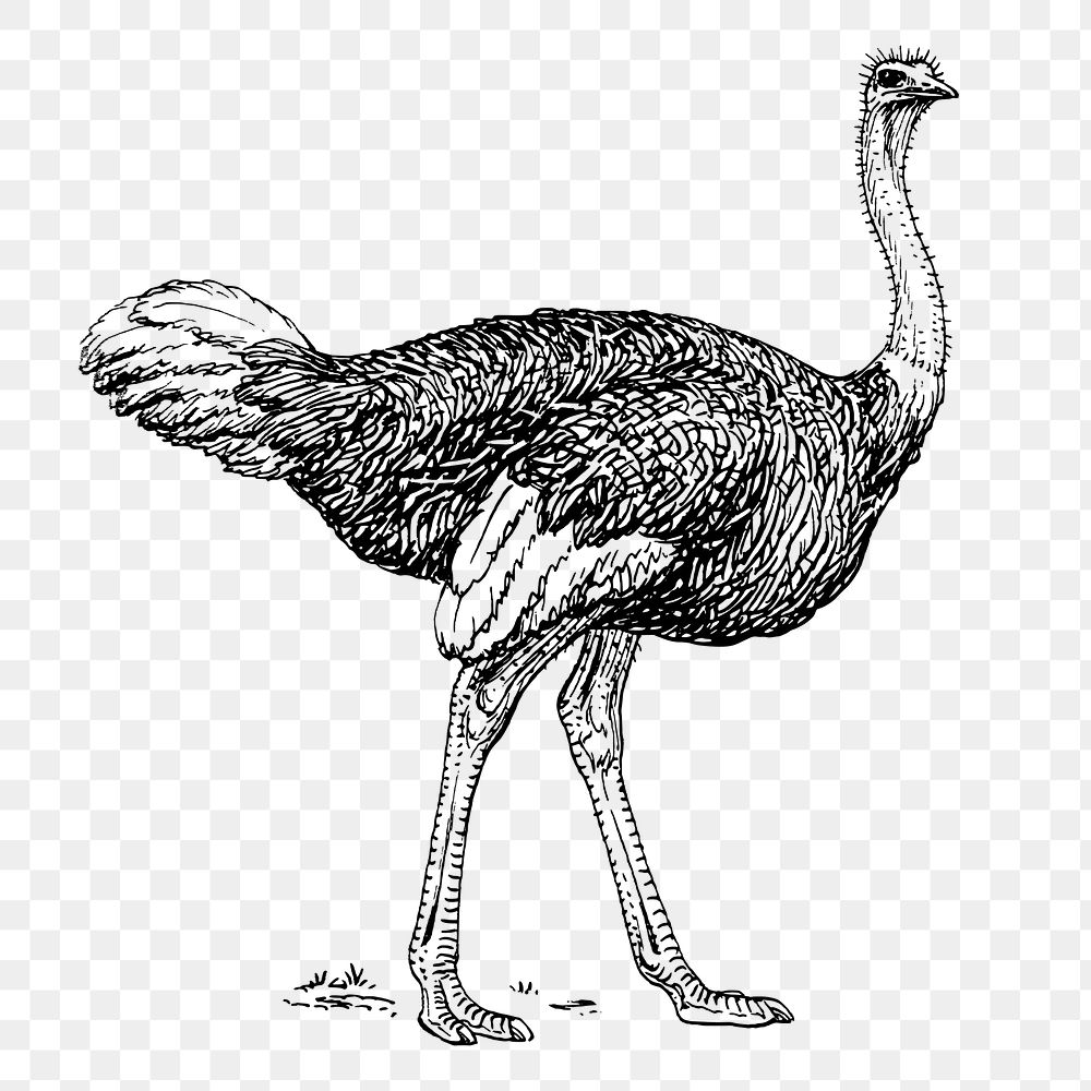 Ostrich png, vintage animal clipart, transparent background. Free public domain CC0 graphic