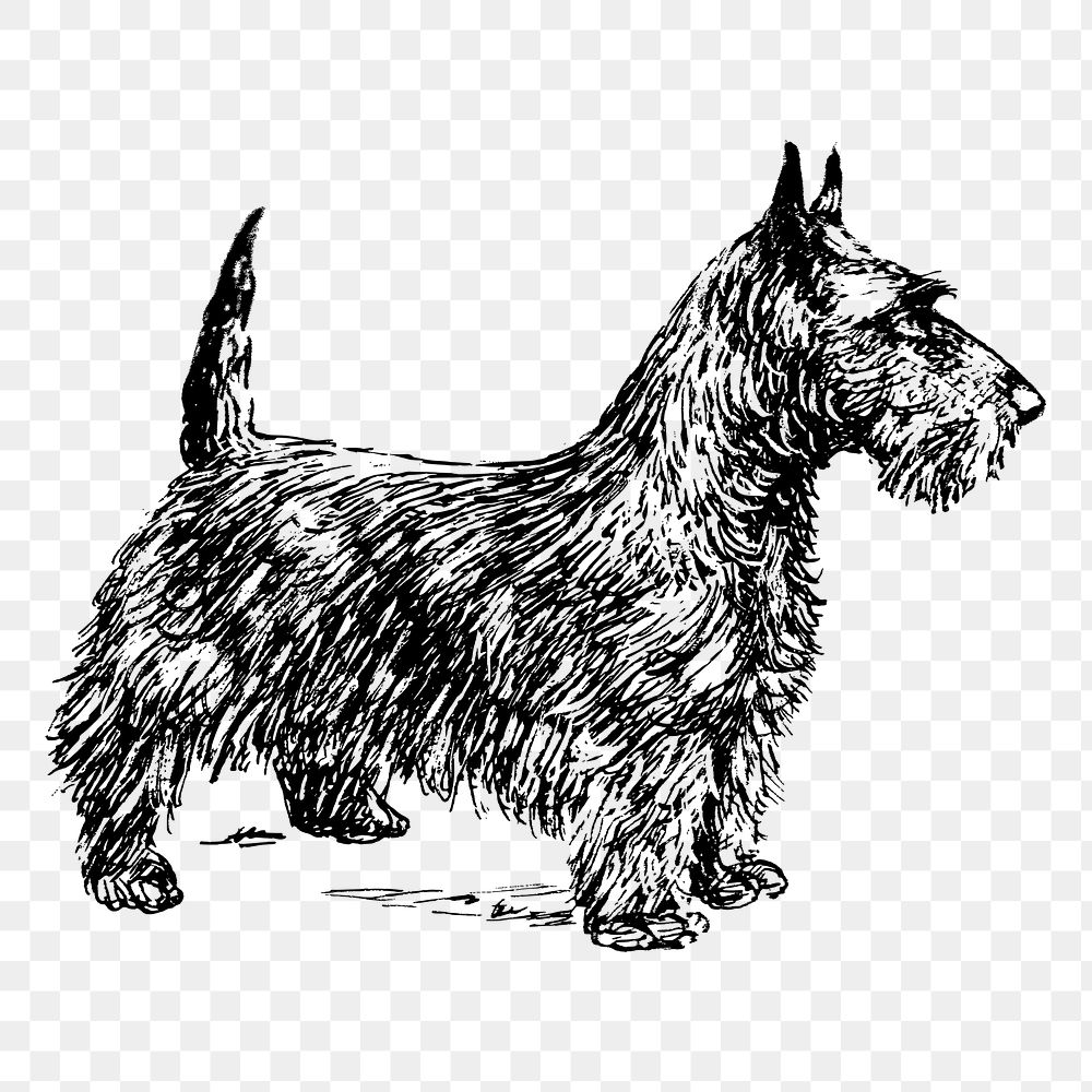 Dog png, Scottish terrier clipart, transparent background. Free public domain CC0 graphic