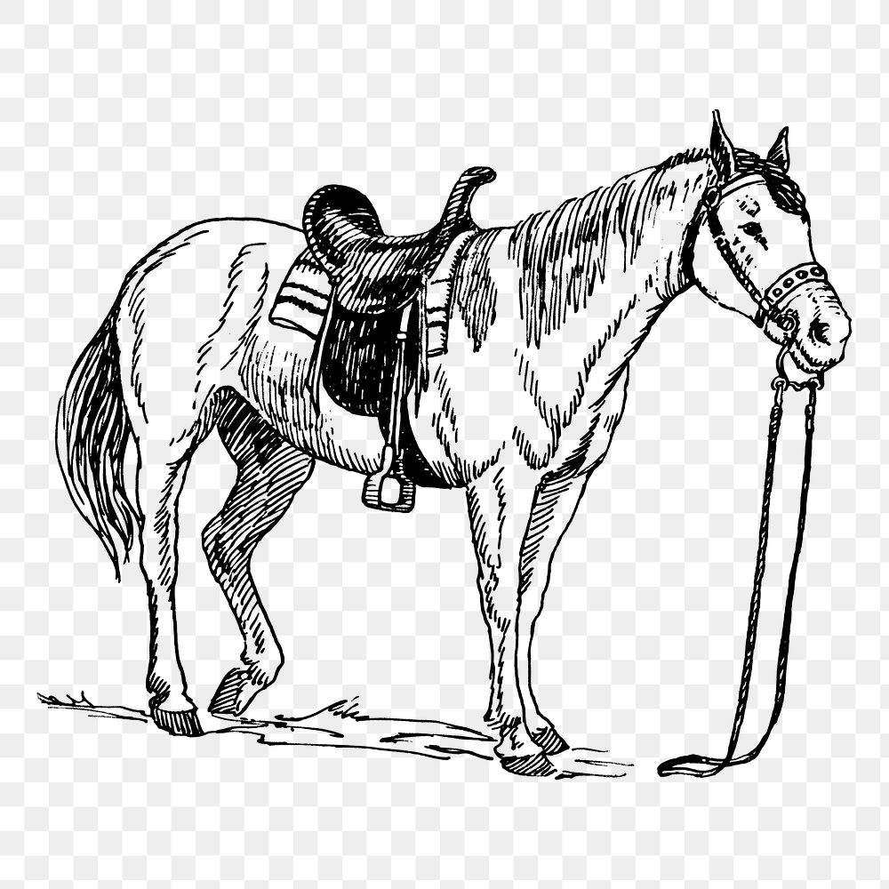 Saddled horse png, animal clipart, transparent background. Free public domain CC0 graphic