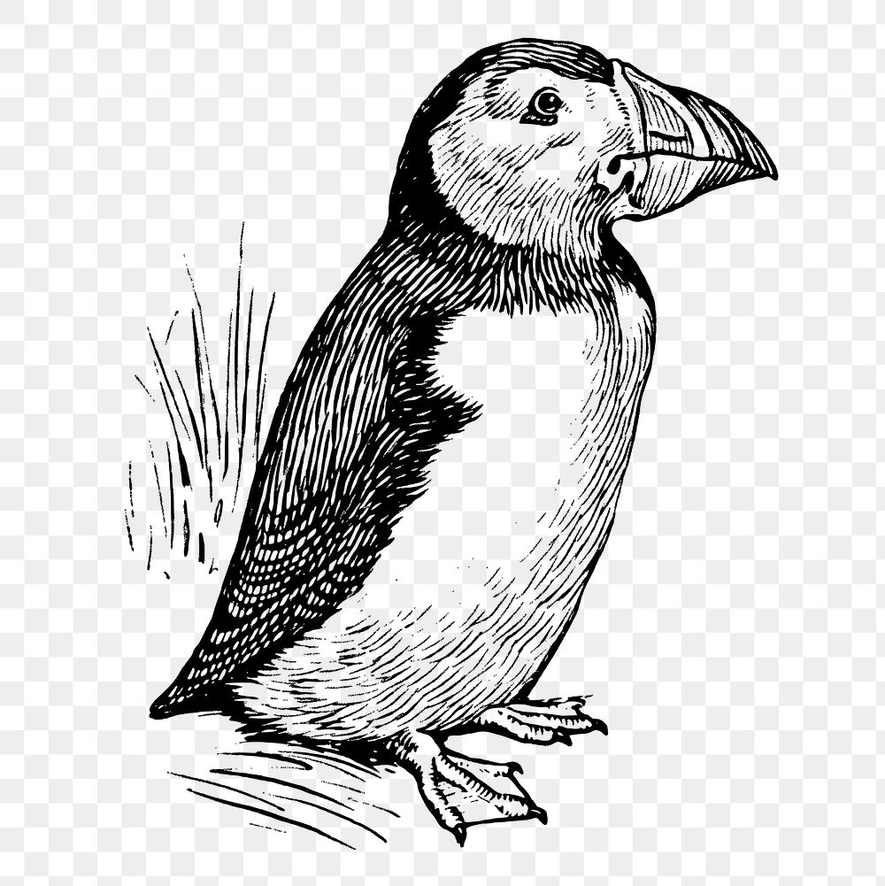 Vintage puffin png, bird clipart, transparent background. Free public domain CC0 graphic