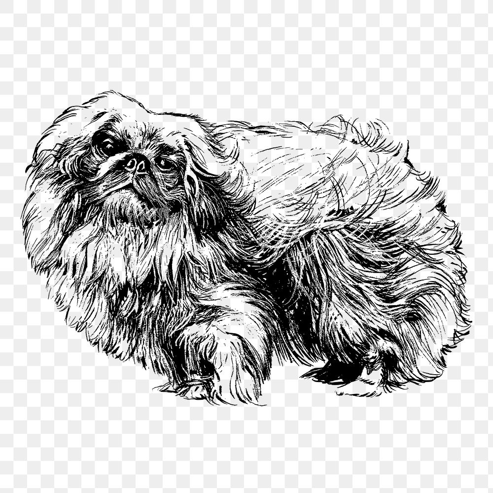 PNG Pekingese dog, animal clipart, transparent background. Free public domain CC0 graphic